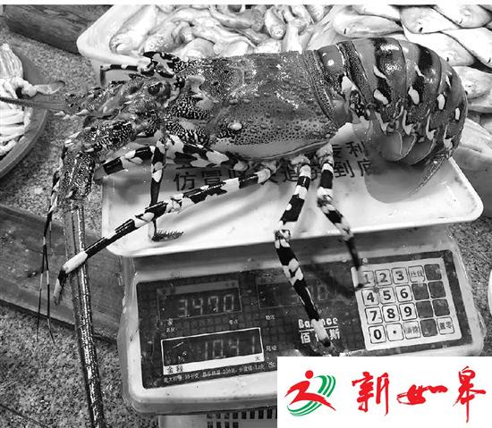 渔民捕获的虾子