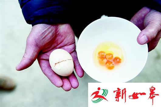 鸡年大吉！武汉市民买个鸡蛋惊现5个蛋黄(图)