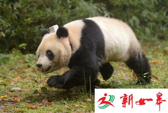 国际组织下调大熊猫涉危等级 日媒：中国并未感到喜悦
