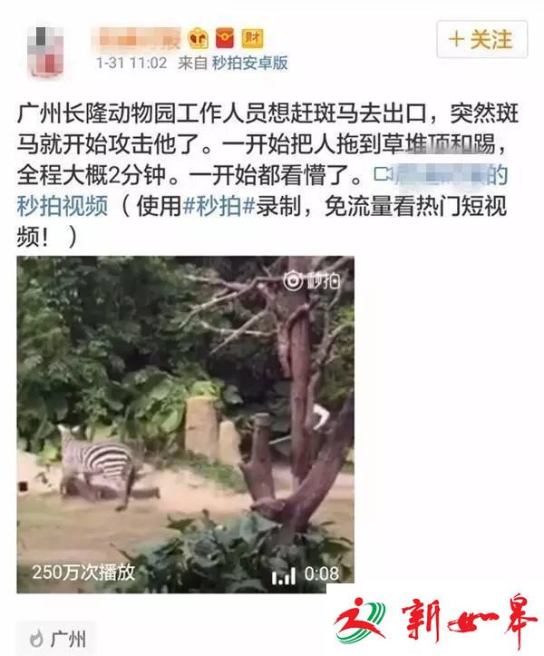 广州长隆今日惊现斑马袭击饲养员？园方：事发上月