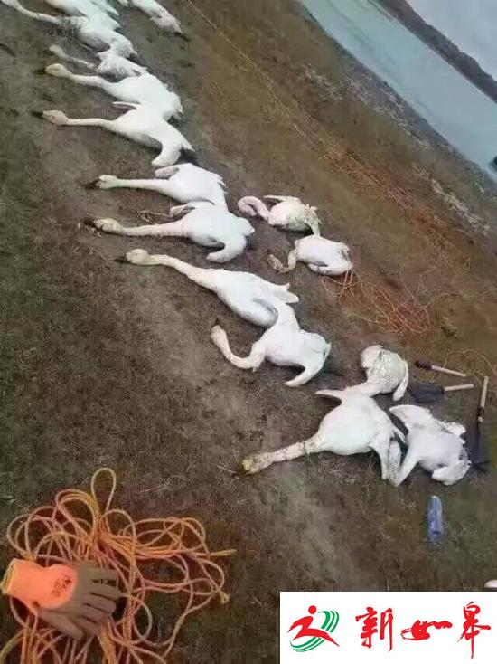 内蒙古正蓝旗数百天鹅被捕杀 官方:死因不明