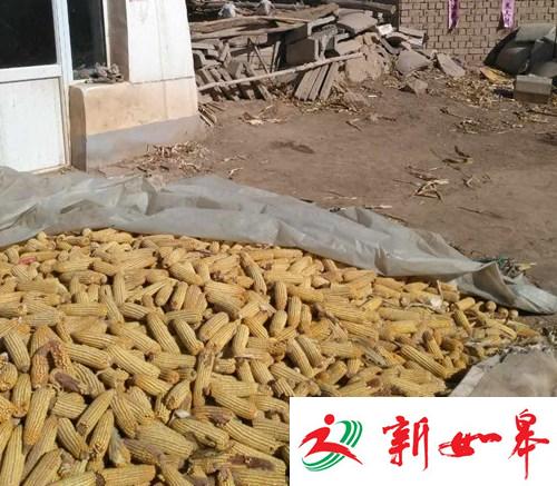 图为“玉米案”当事人王力军收购的玉米。受访者供图