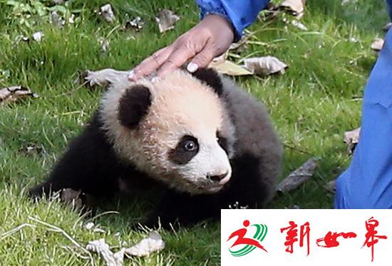 上海动物园开园来6只熊猫死亡 承认兽医水平有限