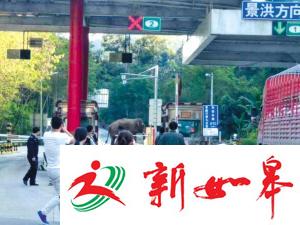 野象云南高速收费站旁遛弯儿 收费站人员:它常来