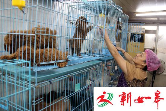  10月3日，江苏苏州白塔东路一家&ldquo;宠物宾馆&rdquo;的工作人员在照料寄养的小狗。CICPHOTO/王建康 摄