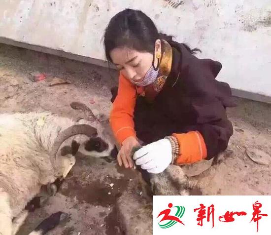 藏族姑娘草原放生6千头羊 环保局:对生态压力大