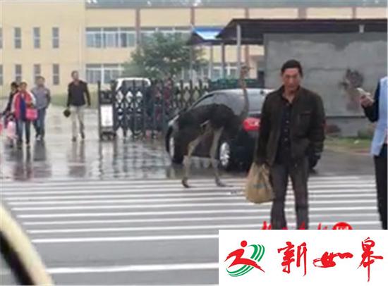 任性鸵鸟马路上飞奔 警察围追1小时制服