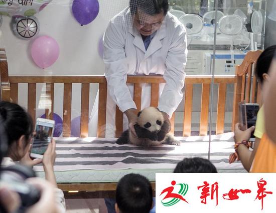 上海动物园开园来6只熊猫死亡 承认兽医水平有限