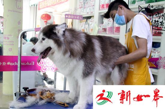 10月3日，江苏苏州白塔东路一家&ldquo;宠物宾馆&rdquo;的工作人员为寄养的小狗修剪毛发。CICPHOTO/王建康 摄